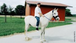 Photo: Johannes Mairhofer on the back of a white horse; Copyright: Julia Mairhofer